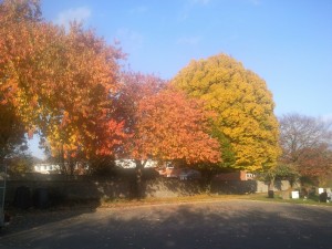 picture of trees